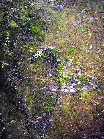 Höhlen in Hawaiis Wäldern Fotos