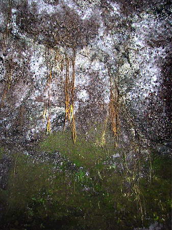 Foto Höhlen in Hawaiis Wäldern - 