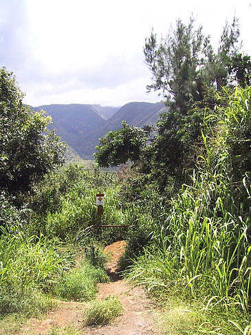 Foto In Hawaiis Wäldern - 