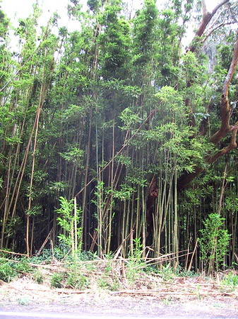 Fotos Pflanzen auf Oahou | 