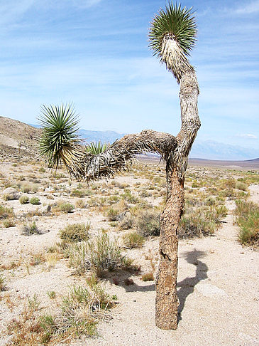 Lone Pine - Panamint Springs Foto 