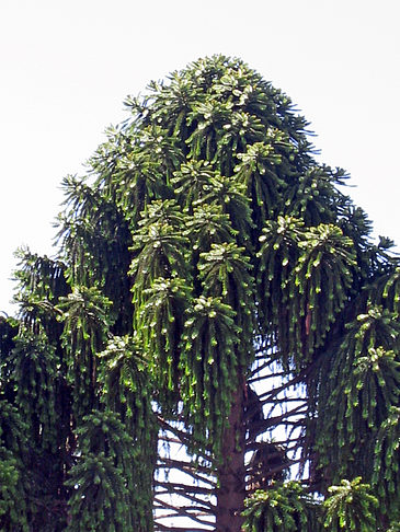 Foto Fishermans Pier 39 bis 45