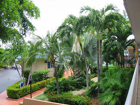 Palmen am Straßenrand