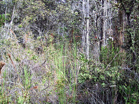 Foto In Hawaiis Wäldern - 