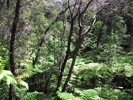In Hawaiis Wäldern Foto 