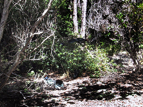 In Hawaiis Wäldern Fotos