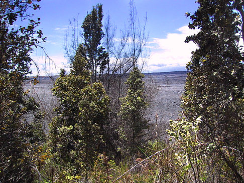 In Hawaiis Wäldern Fotos