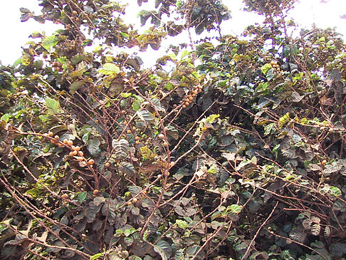 Foto Pflanzen auf Kauai - 