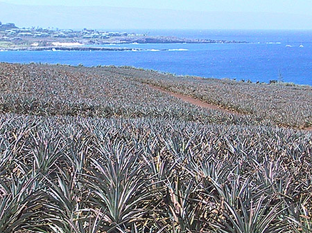 Pflanzen in der Wüstenlandschaft Foto 