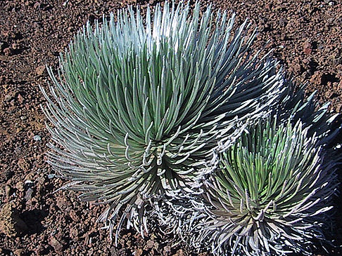 Foto Pflanzen in der Wüstenlandschaft