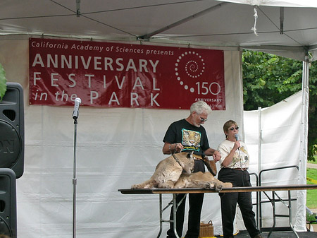 Golden Gate Park mit Botanischen Garten Fotos